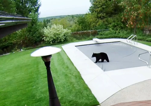Are Our Pool Covers Bear Proof? You Bet!